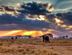 serengeti fashions com Discover Your Unique Style Today