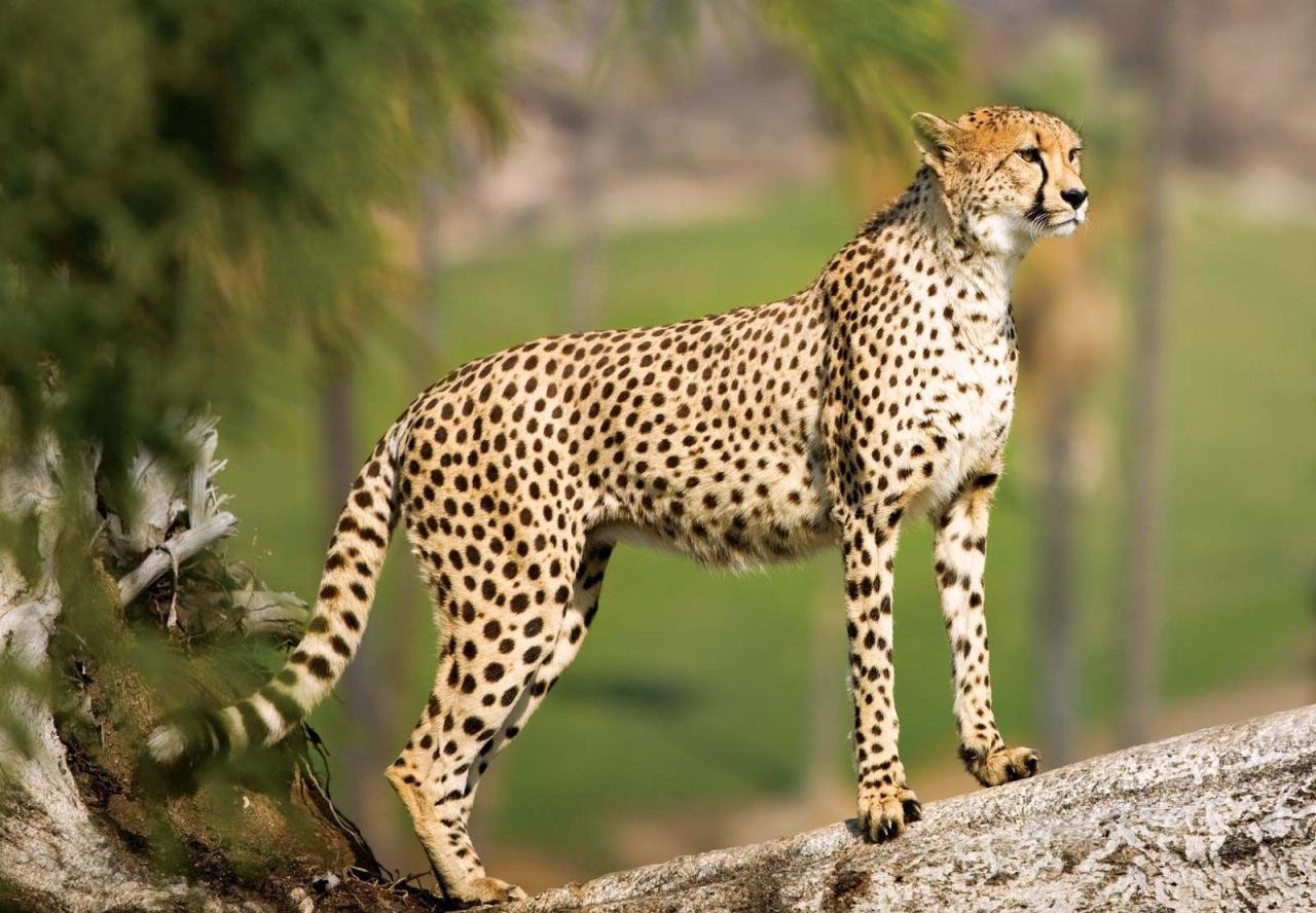 Breezy Explainer: Cheetah and other big cats Breezy Explainer: Cheetah and other big cats