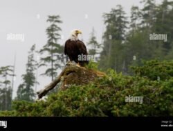 Alert Security Bags Protect Your Valuables Securely