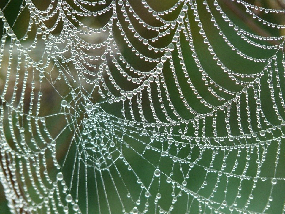 Cobweb Morgentau Dew · Free photo on Pixabay