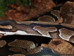 python developers near me Discover Local Talent Today