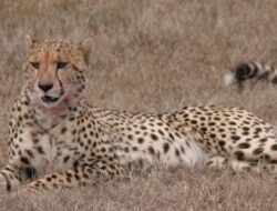 Cheetah Beauty Discount Code Unleash Your Savings