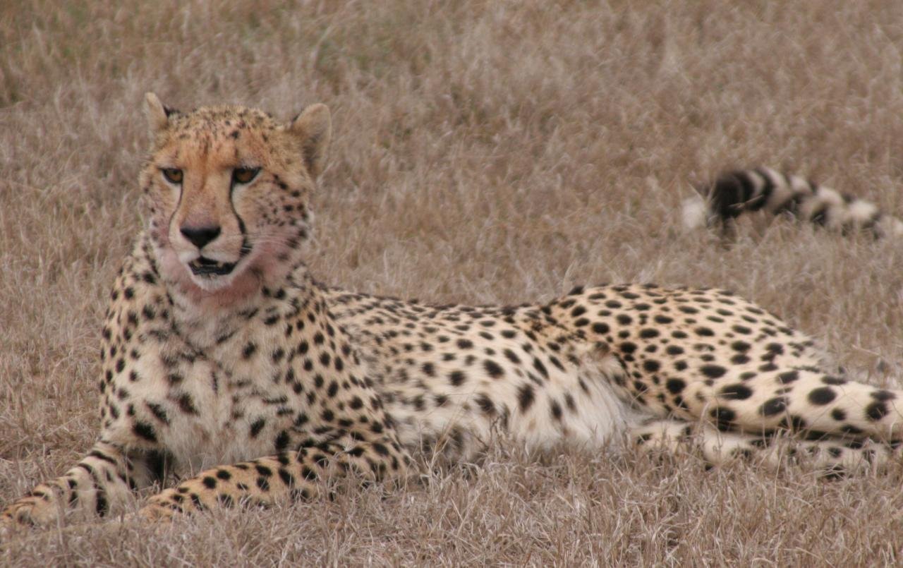 Don’t Judge a Cheetah by Its Spots: New Insights into the Genetics and ... Don’t Judge a Cheetah by Its Spots: New Insights into the Genetics and ...