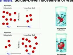 Osmosis Beauty Discount Code Unlocks Radiant Savings