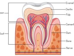 Teeth Cosmetics Near Me Discover Your Perfect Smile