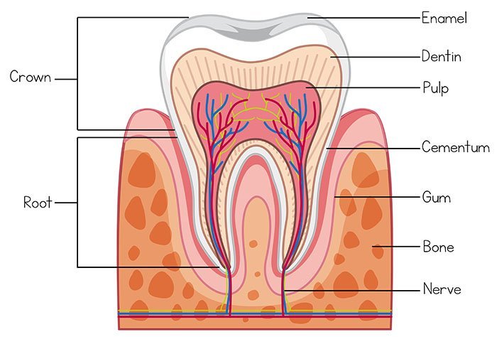 Beyond the Smile: The Anatomy of Teeth! – Smile Dental Partners Beyond the Smile: The Anatomy of Teeth! – Smile Dental Partners