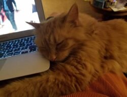 Computer Programing Schools Near Me Elevate Your Skills