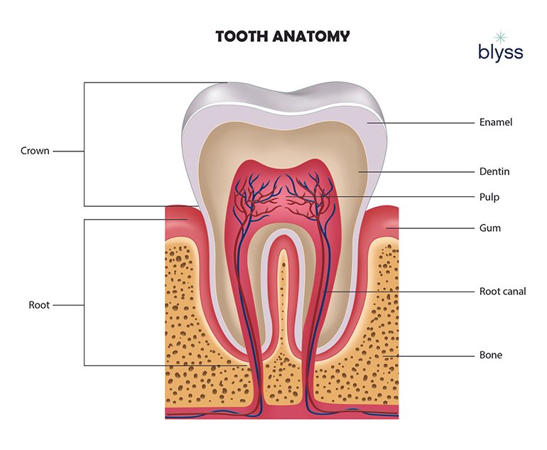 Pictures: tooth anatomy | Teeth Anatomy — Stock Vector © vectomart #5258262 Pictures: tooth anatomy | Teeth Anatomy — Stock Vector © vectomart #5258262