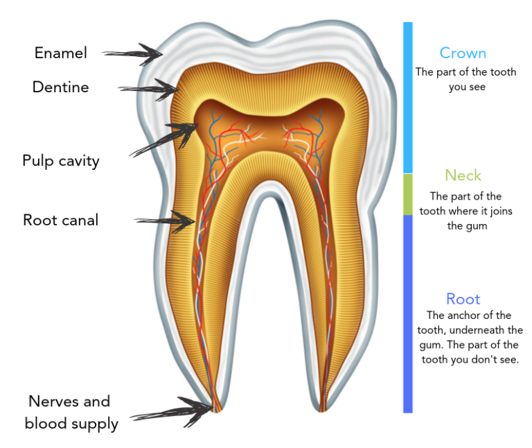What Is The Purpose Of Canine Teeth In Humans What Is The Purpose Of Canine Teeth In Humans